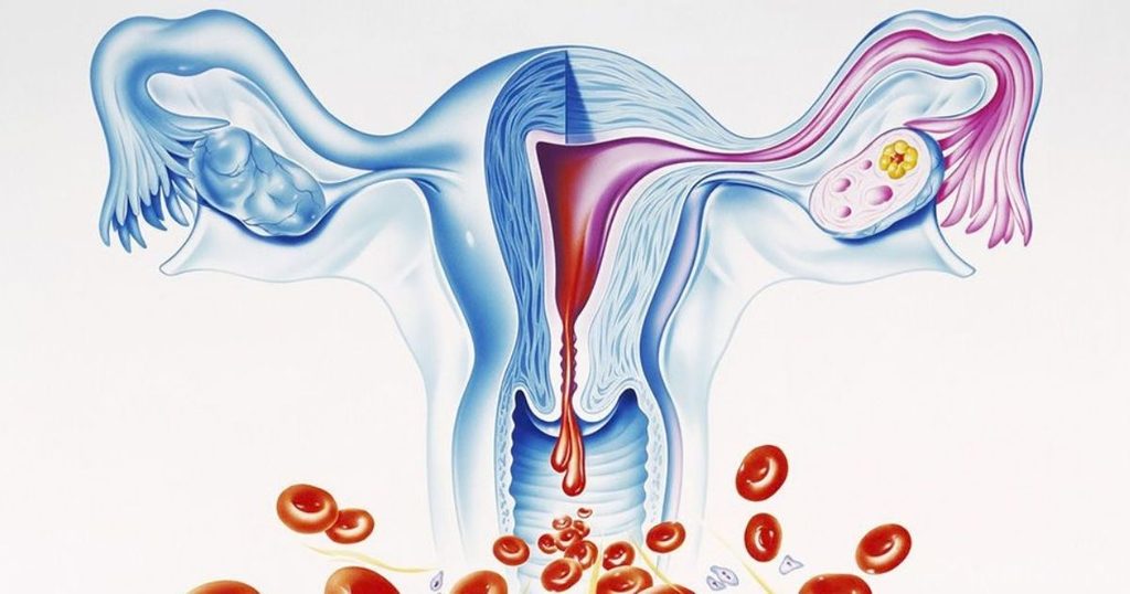 Menstruacijų ciklas, gimdos ir kiaušidžių schema su atsiskyrusia gleivine